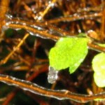 a leaf and branches covered with ice